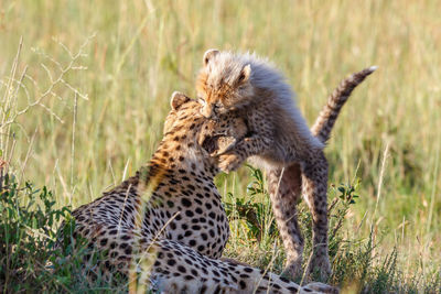 Cheetah mother with a playful cub