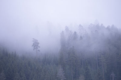 Low angle view of trees in foggy weather