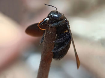 Close-up of insect