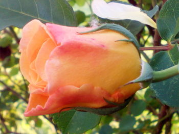 Close-up of flower blooming outdoors