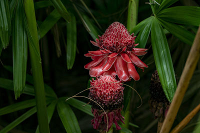 Torch ginger blossoms