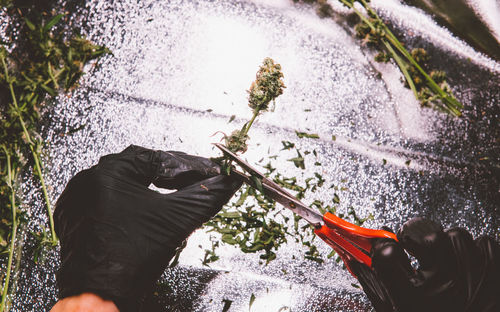 High angle view of man holding umbrella by plants