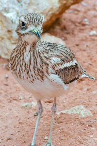 Close-up of a bird