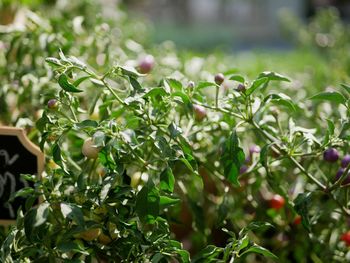 Close-up of berries growing on plant