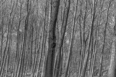 Full frame shot of bare trees