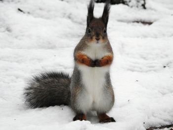 Close-up of squirrel on snow field