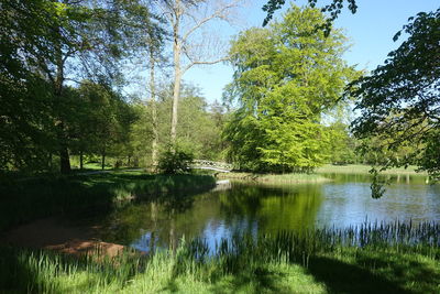 Scenic view of lake against trees in forest