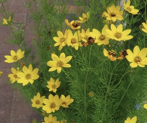 High angle view of yellow flowering plant