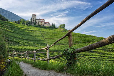 Scenic view of agricultural field against sky