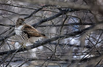 Red-tailed hawk perching on branch