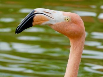 Close-up of a bird against blurred background