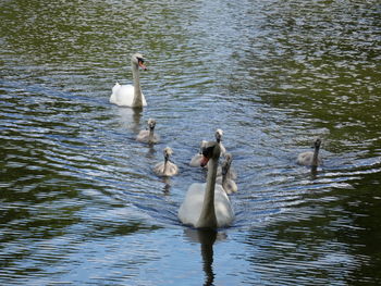 Swans swimming in lake