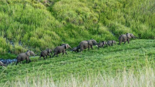 Elephants waking on field