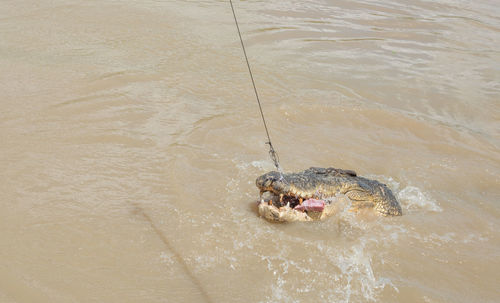 High angle view of turtle swimming in sea