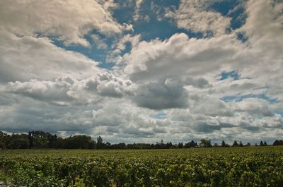 Scenic view of field against sky