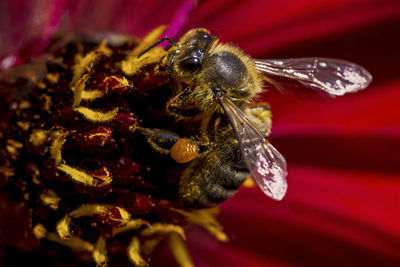 Close-up of bee pollinating on flower