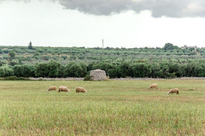 Lamie trullo and sheeps in the countryside of salento italy