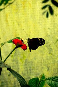 Close-up of red flowers
