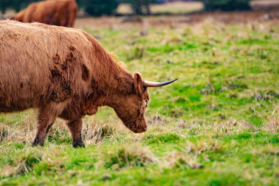 Cow standing on field