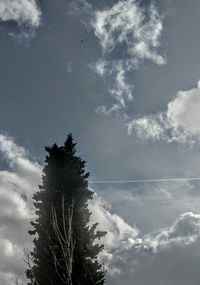 Low angle view of tree against sky