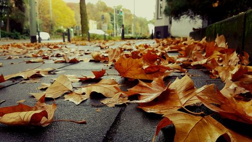 Fallen leaves on autumn leaves