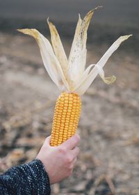 Close-up of cropped hand holding yellow object