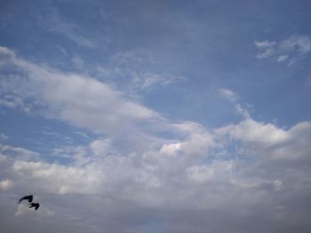 Low angle view of bird flying in sky