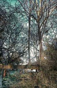 Bare trees against sky