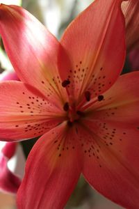 Close-up of red flower