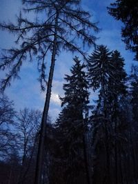 Low angle view of pine trees in forest against sky