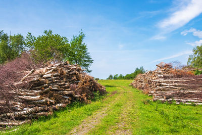 Cut down trees in piles by a dirt road on a meadow