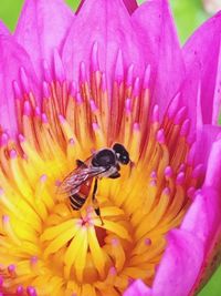 Close-up of bee on purple flower