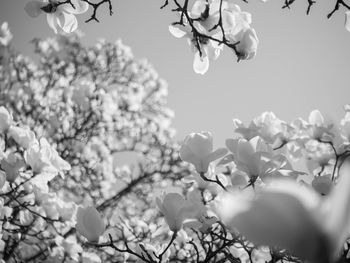 Close-up of flowers on tree