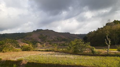 Scenic view of field against sky