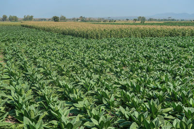 Crops growing on field against sky