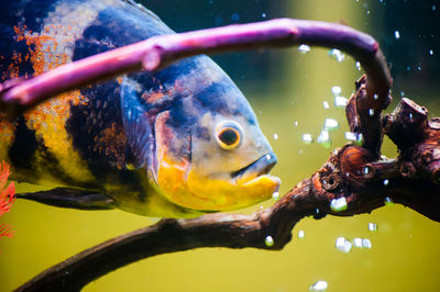 Close-up of fish in sea