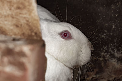 Close-up of a rabbit
