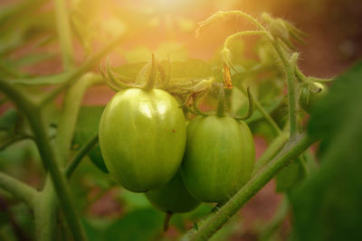 Close-up of fruit growing on plant