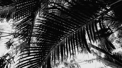 Low angle view of palm trees against sky