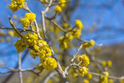 Close-up of yellow flower tree