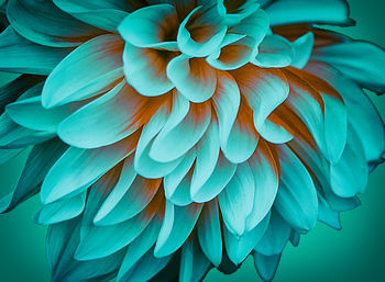 Close-up of dahlia