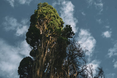 Low angle view of trees against sky