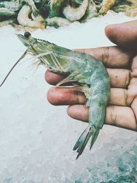 Close-up of hand holding prawn