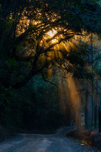 Sunlight streaming through trees in forest