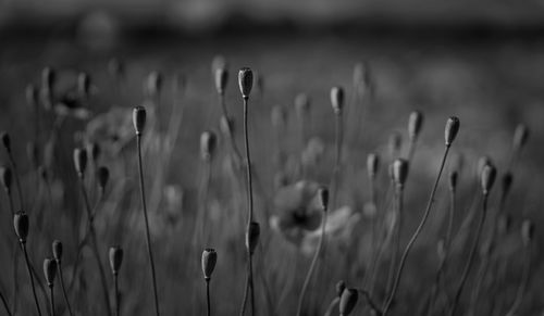 Close-up of plants growing on field