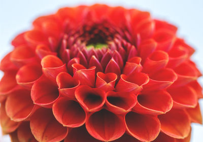 Close-up of red flower