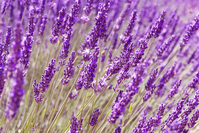 Close-up of purple flowering plants