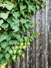 Close-up of ivy growing on tree trunk