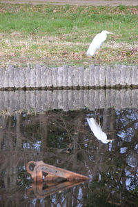 Bird flying over wooden post