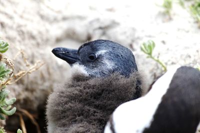 Close-up of duck